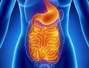 Sistema-digestivo-flora-intestinal
