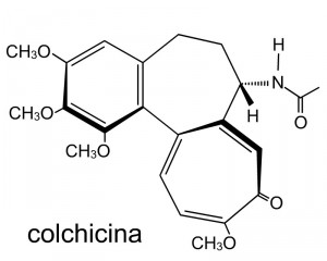 colchicina