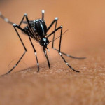 Confirman aumento de contagios por dengue en Filipinas