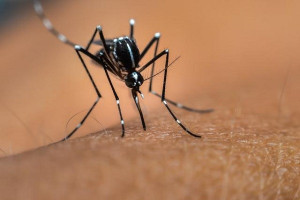 Alerta-por-dengue-hemorrágico-en-el-estado-mexicano-de-Chiapas