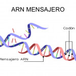 ARN-Mensajero