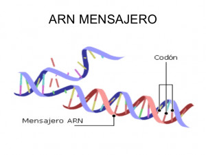 ARN-Mensajero