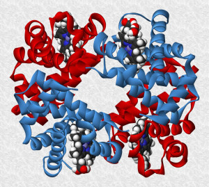 Haemoglobin-3D-ribbons-es