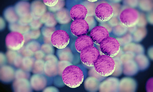 Staphylococcus-aureus-SAMR-en-la-comunidad