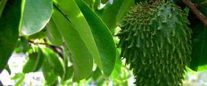 hojas-guanabana-medicina-natural