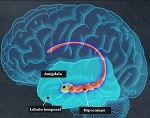 La amigdalotomía puede aliviar la agresividad refractaria