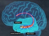 cerebro amigdala