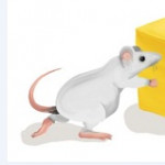primer ratón con neuromelanina en el cerebro