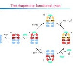 Chaqperonas moleculares