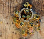abejas amriolas