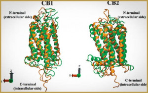 la-structure-du-premier-récepteur-cannabinoïde-révélé-5