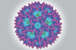 imagen-detallada-del-virus-chikungunya