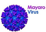 Mayaro virus