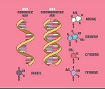 RNA DNA