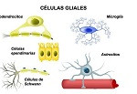 células gliales del Sietema Nervioso.