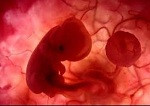 30 primeras horas de desarrollo embrión