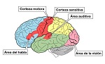 actividad sensorial cerebro