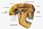 articulación temporo maxilar
