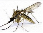 mosquito anopjheles