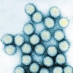rotavirus-aj_cann-flickr-cc_by-nc-sa_2.0