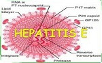 virus de la hepatitis E