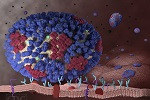 Virus influenza