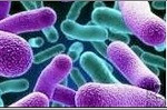 Bacteria de la Tuberculosis