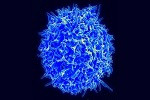 SARS-CoV-2  destruye linfocitos
