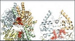 Estructura 3D de la proteína sintetasa de Brugia malay
