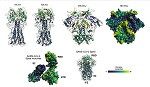 Imágenes de proteínas de virus de la gripe, VIH y SARS-CoV-2 con zonas coloreadas según su potencial para mutar y ‘escapar’ de la respuesta inmunitaria.