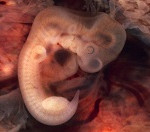 embrión humano 5 semanas