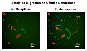migración de celulas dendriticas