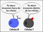 células B y células T