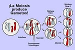 Meiosis (esquema)