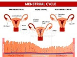 ciclo menstrual