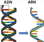 ácidos nucleicos ADN- ARN