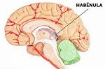 Cerebro Habénula