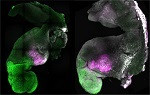 embriones-sinteticos-de-raton-con-cerebro-y-un-corazon-que-late-a-partir-de-celulas-madre