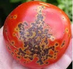 tomate con bacteria Xanthomonas campestris pv. campestris
