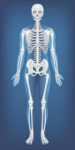 anatomical-structure-human-skeleton_1308-108583