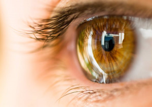 Avanzan en el desarrollo de una técnica para regenerar las células fotorreceptoras y restaurar la vista