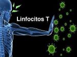 linfocitos T