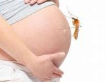 dengue y embarazo