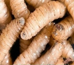 Imagen: Prensa Latina.