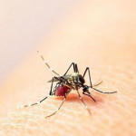 aedes aegypti dengue chikungunya